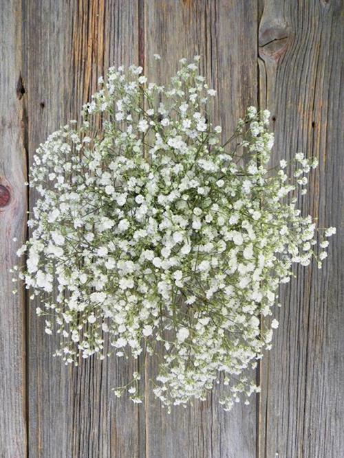 SNOWBALL  WHITE GYPSOPHILA